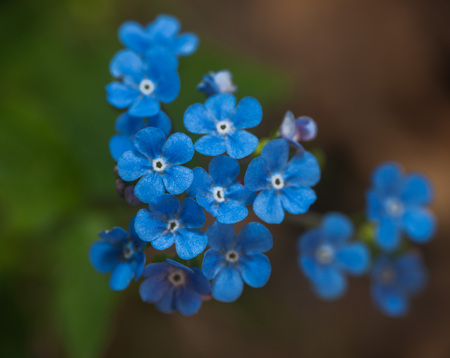close up on blue flower "forget me not"の写真素材
