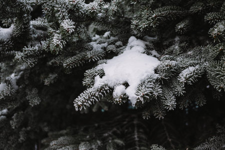 close up on froze  tree in the mountain, winter background
