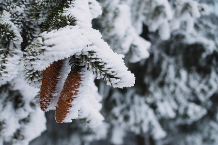 close up on cone on the tree with snow, winter backgroundの写真素材