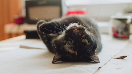 Old triple color cat on the tableの写真素材