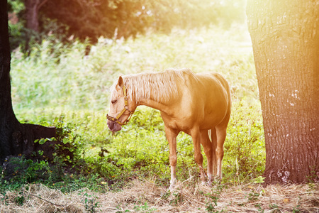 Close up on horse on the fieldの写真素材
