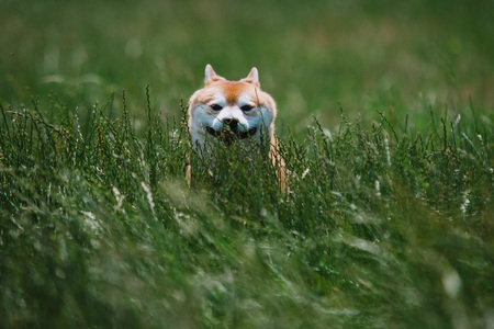close up on shiba inu dog on grassの写真素材