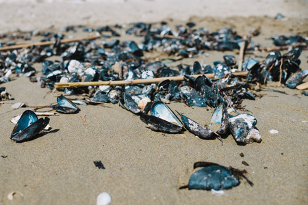 close up on clams on the beach after the stormの写真素材