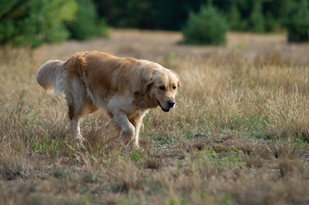 close up on Golden Retriver Labrador in the grassの写真素材