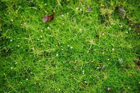 close up on small flowers of sagina subulataの写真素材