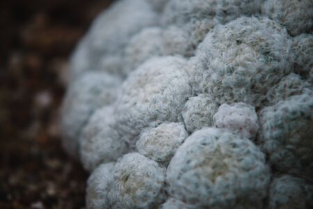 Close up on cactus mammillaria, top viewの写真素材