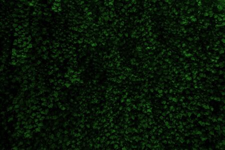 background with green leaves, textureの写真素材