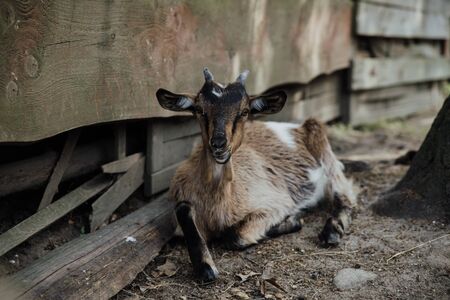 young goat on the farmの写真素材