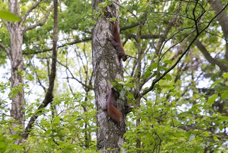 family of squirrels on the treeの写真素材