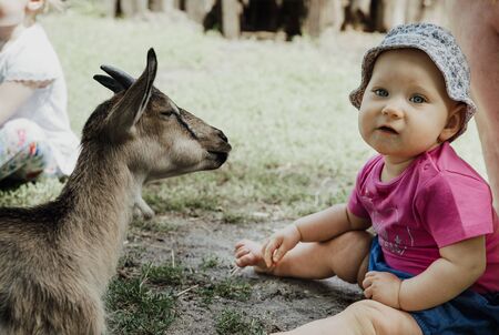 close up on young baby silk chickenの写真素材