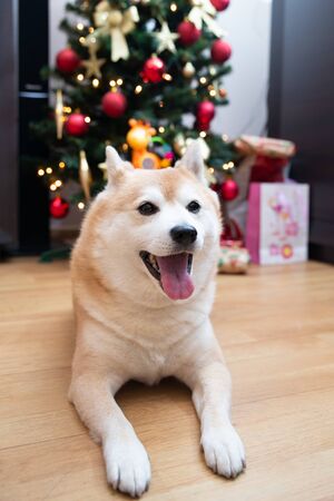 close up on dog with Christmas tree and giftsの写真素材