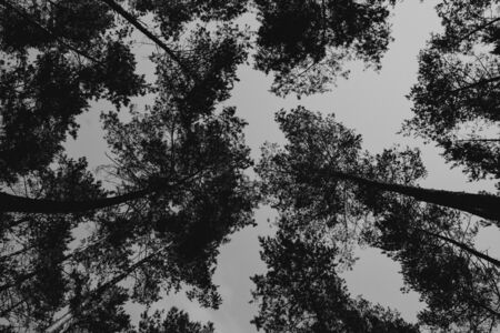 Bottom view of the pine trees against the clear sky, black and whiteの写真素材
