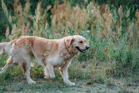 golden retriever dog lies on the grassの写真素材