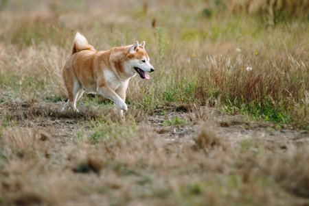 Japan Shiba inu dog on the grass