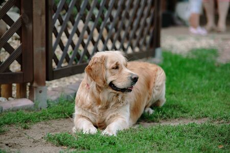 golden retriever dog lies on the grassの写真素材