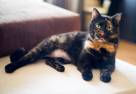 old roof cat on the sofaの写真素材