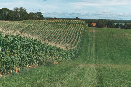 Fresh corn field and blue sky
