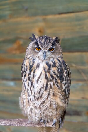 close up on gray owlの写真素材