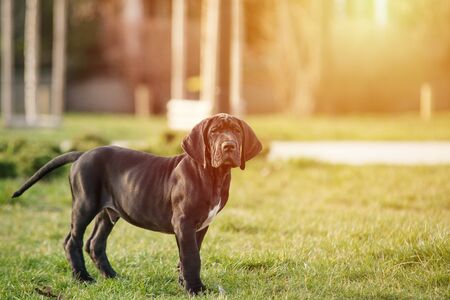 puppy great dane on the grassの写真素材