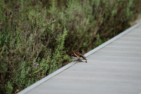 the sparrow is eating the antの写真素材