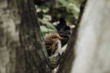 close up on young baby silk chickenの写真素材