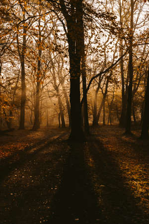 sunrise in the park and fog, the beginning of winterの写真素材