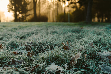 sunrise in the park and fog, the beginning of winter, close up on frozen grassの写真素材