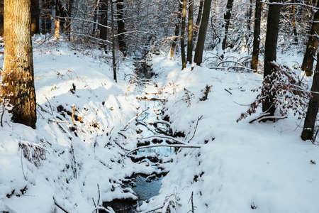 winter theme, forest in the snowの写真素材