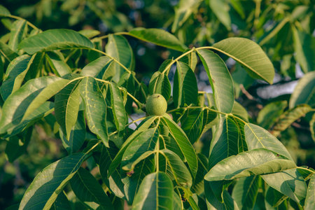 a close-up of young walnuts on the tree