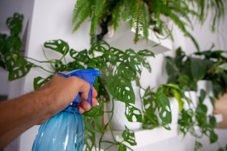 moisturizing leaves with a sprayer, taking care of air humidity Monstera Adans, monkey maskの写真素材