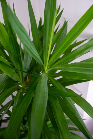 close-up of water drops on yucca leaves at homeの写真素材
