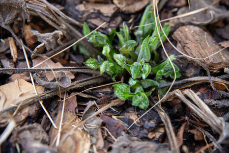 emerging young hosta leaves in springの写真素材
