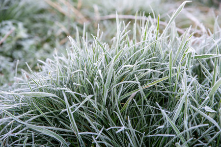 Frost-Covered Grass on a Winter Morningの写真素材