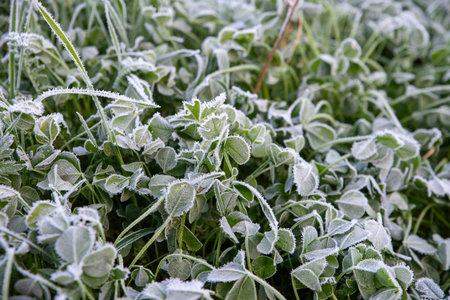 Frost-Covered Clover Leaves in Morning Chillの写真素材