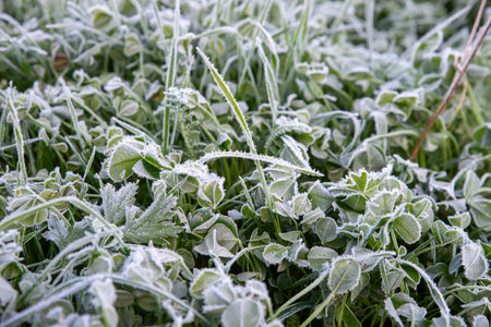 Frost-Covered Clover Leaves in Morning Chillの写真素材