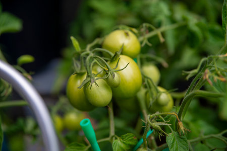 Ripening Tomato in a Lush Gardenの写真素材