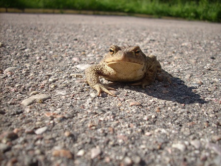 Frogの写真素材