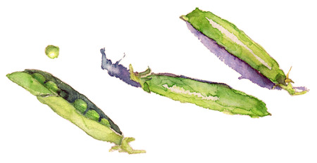 green pea pods, watercolor, isolated on white background jpgの写真素材