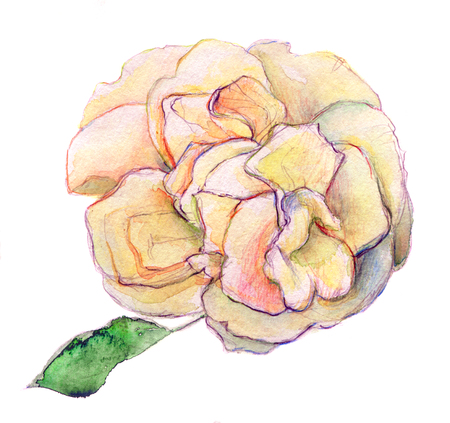 white shade of pink and yellow rose flower - watercolor isolated on white backgroundの写真素材