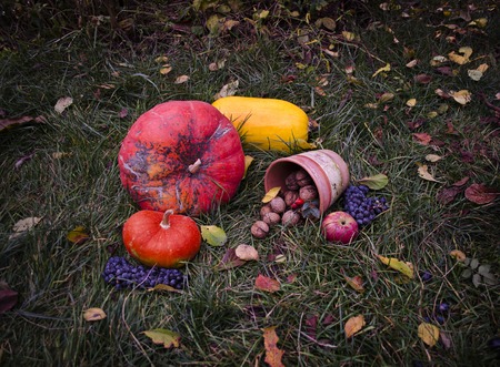 Still life with a pumpkins Autumn harvest Halloween on tha grass, falling leaves, walnuts, wild rose, grapesの写真素材