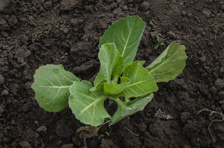 Lettuce in the gardenの写真素材