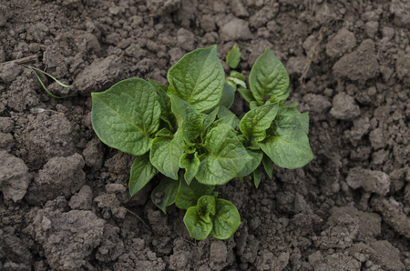 Growing young potatoes in the gardenの写真素材