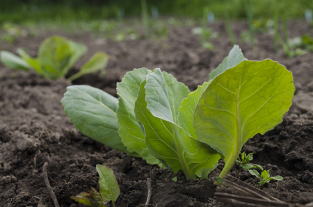 Lettuce in the gardenの写真素材