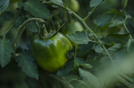 green tomatoes on tomato treeの写真素材