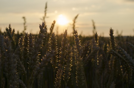 Summer sunset, wheat field spikesの写真素材
