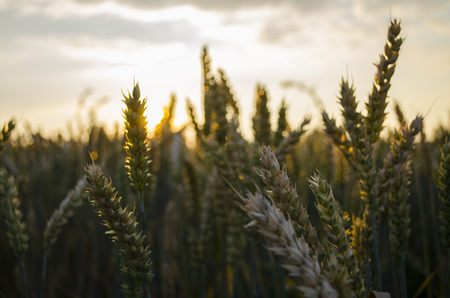 Summer sunset, wheat field spikesの写真素材