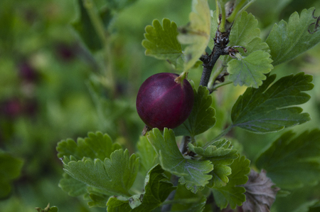 gooseberries or agrus, Branch with berries purple Agrus,Group of sweet ripe berries gooseberries, agrus in the gardenの写真素材
