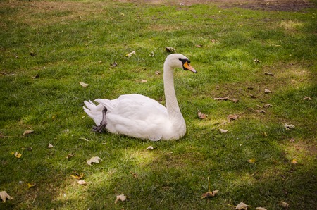 Swan munch rest on the grass near the lakeの写真素材