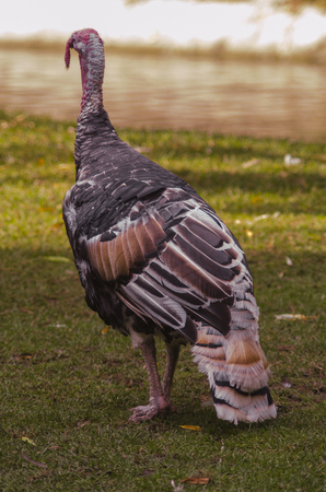big wild gobbler turkey walks in the Park grass lawn meadowの写真素材