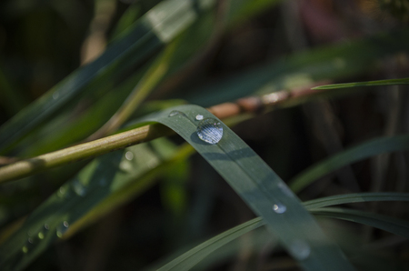 water drops on green grass blade, Macro closeupの写真素材